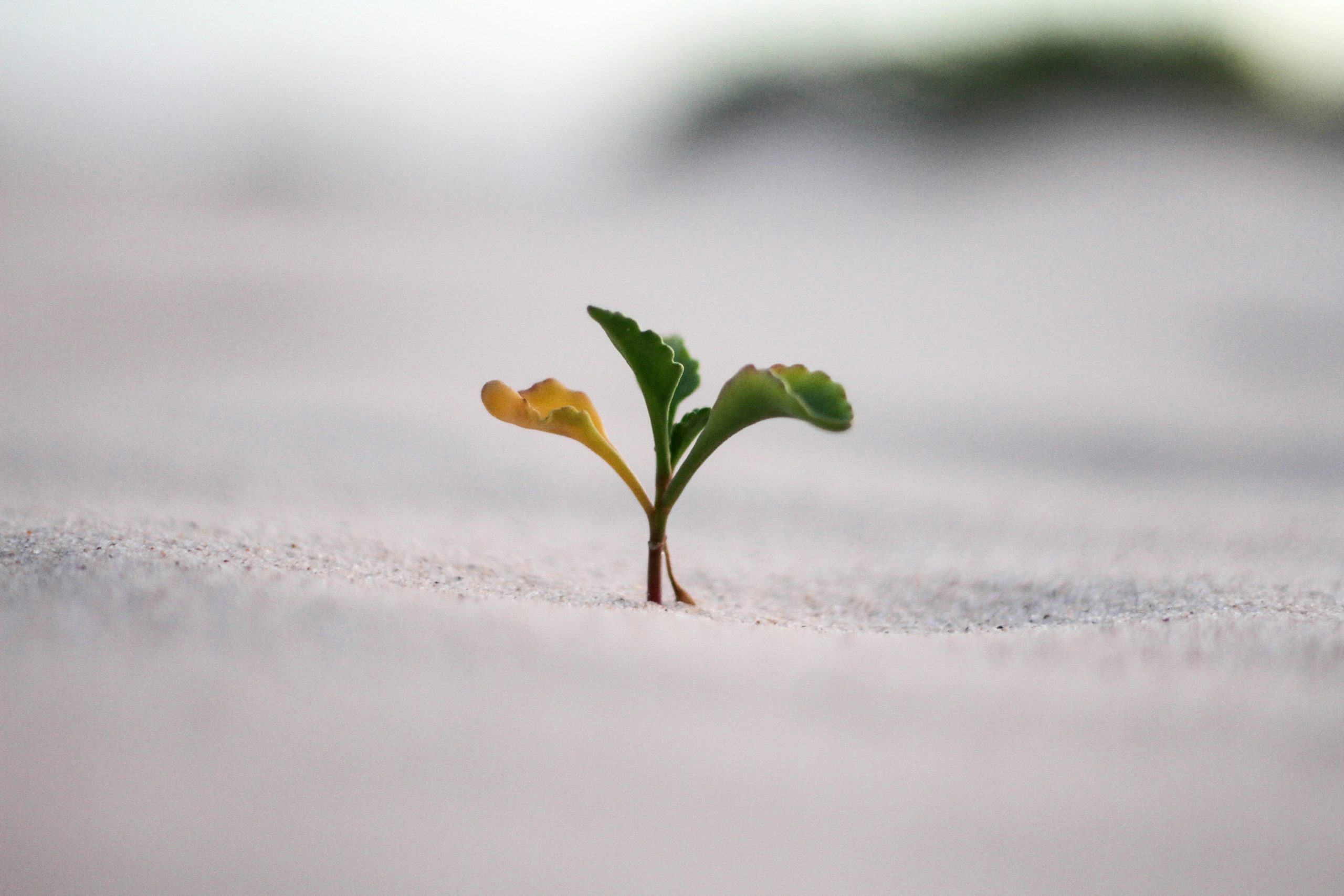 A rising tide lifts all boats